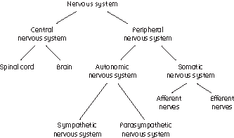 II. The Nervous System - APPsychology